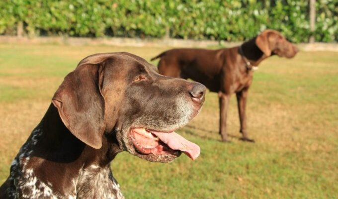 Cách nuôi chó Pointer con an toàn với thức ăn để tránh ngộ độc