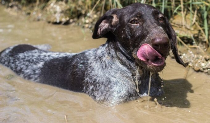 Cách chăm sóc chó Pointer để tránh rối lông sau khi tắm