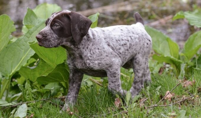 Chó Pointer bị tiêu chảy có nên uống nước không: Bí quyết chăm sóc chó bệnh